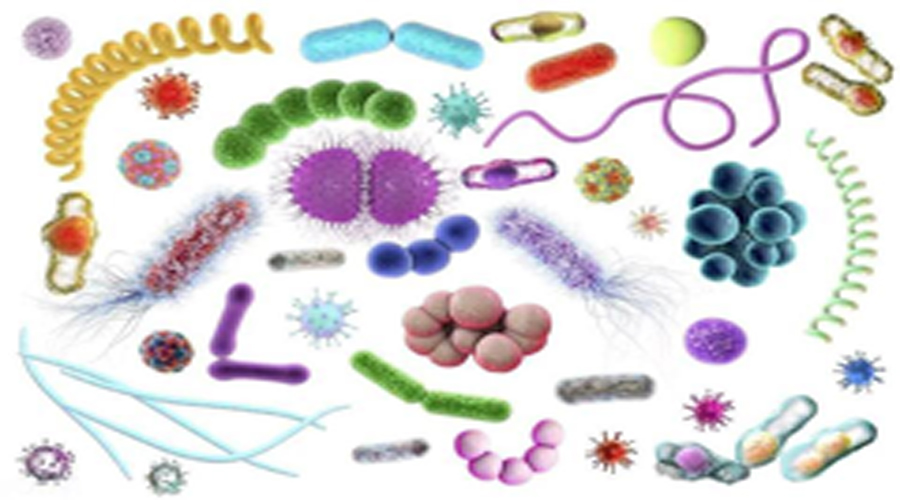 Microbiological and Biochemical