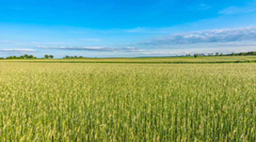 Crop Protection​